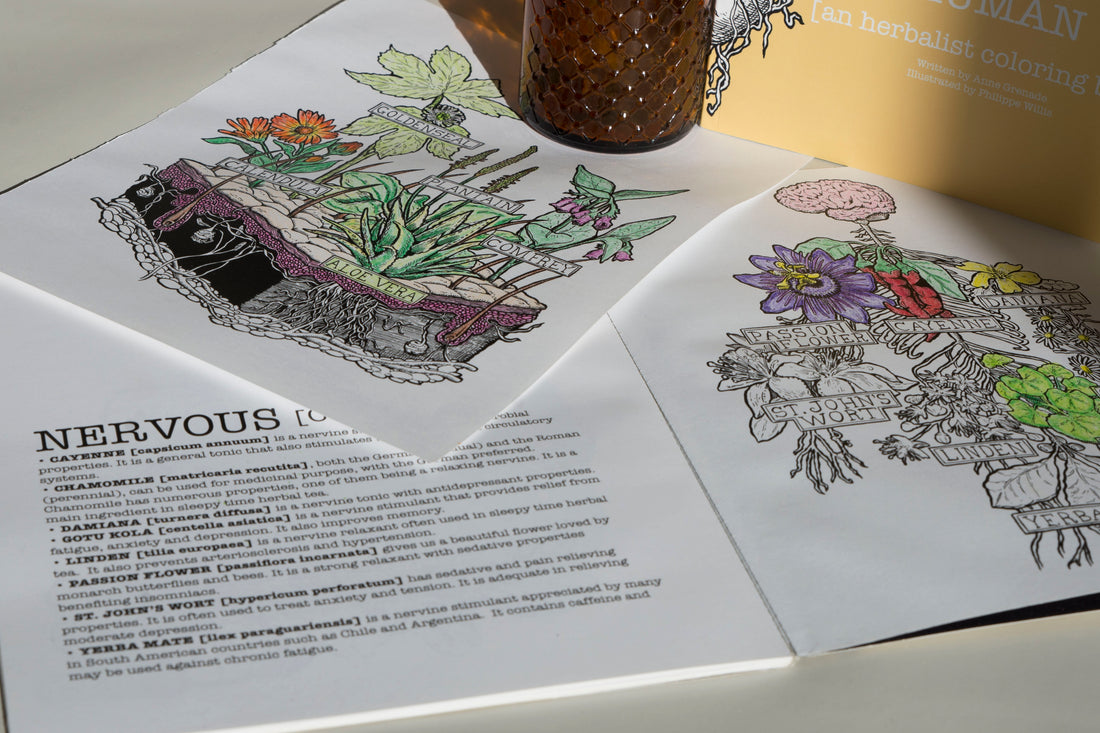 awaken creativivity and learn about herology of adaptogens and healing herbs with this colouring book